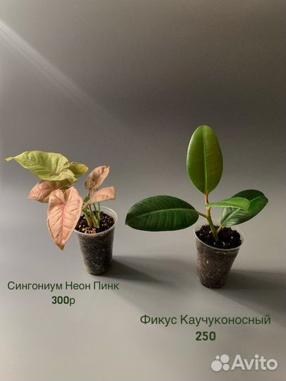 Фикус/ Сингониум Неон