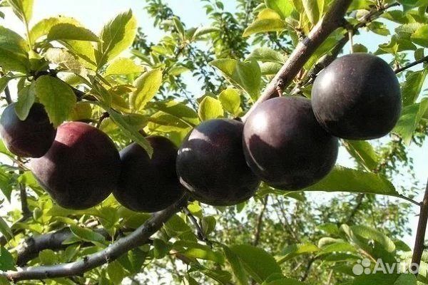 Шарофуга, Блек сплендор