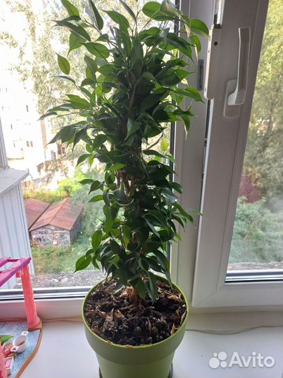 Фикус отводки