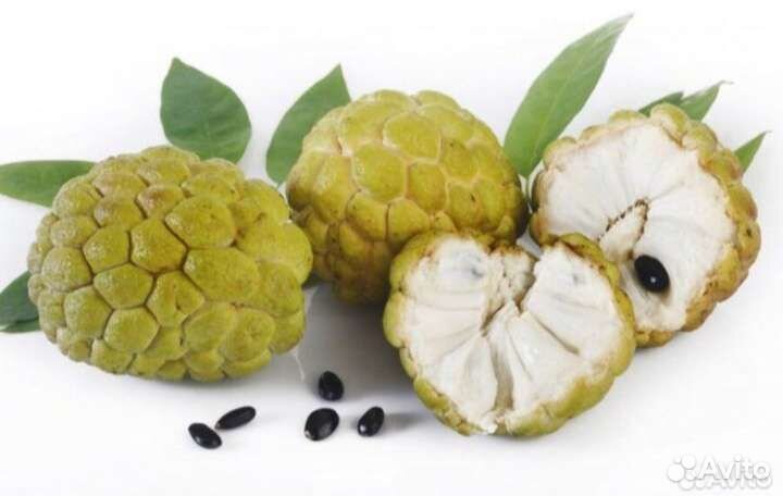 Семя, семена Аннона черимойя