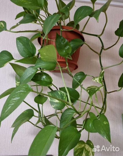 Эпипремнум