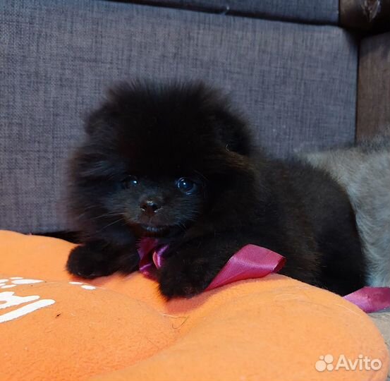 Щенки померанского шпица