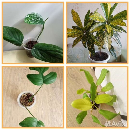 Филодендрон, Кротон, Монстера