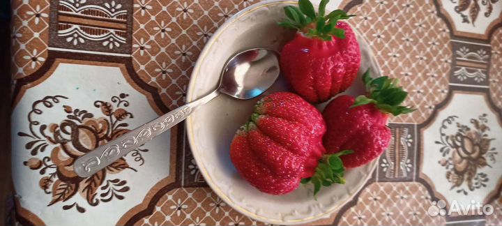 Рассада клубники