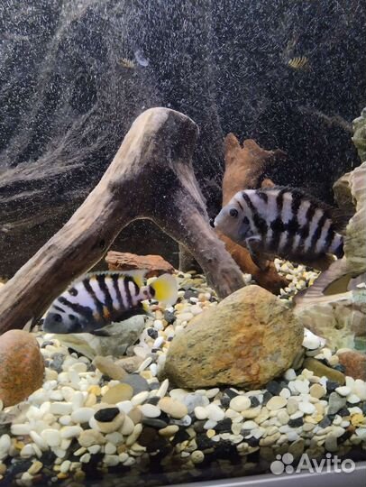 Цихлазома чернополосая