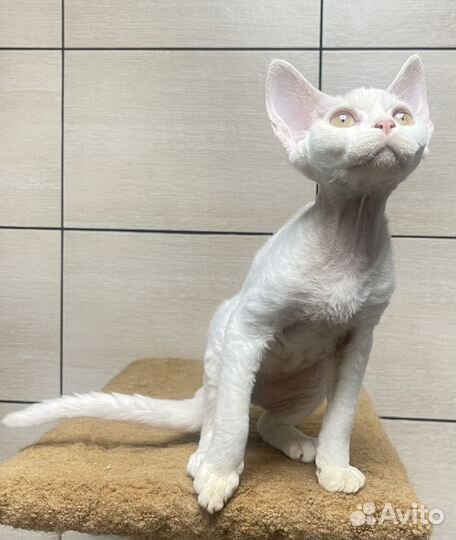 Девон-рекс кошка