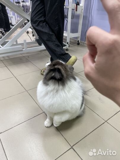 Вязка собак шпиц