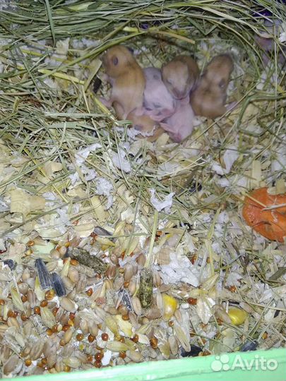 Малыши джунгариков из питомника