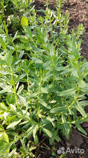 Ароматные пряные травы садовые