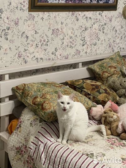 Кошечка аська