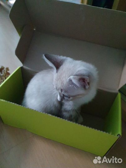 Красивый котёнок (мальчик)