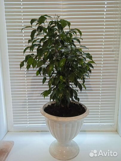 Фикус бенджамина
