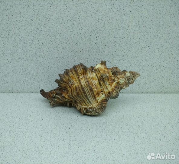 Чикореус Торрефактус 11 морская ракушка раковина