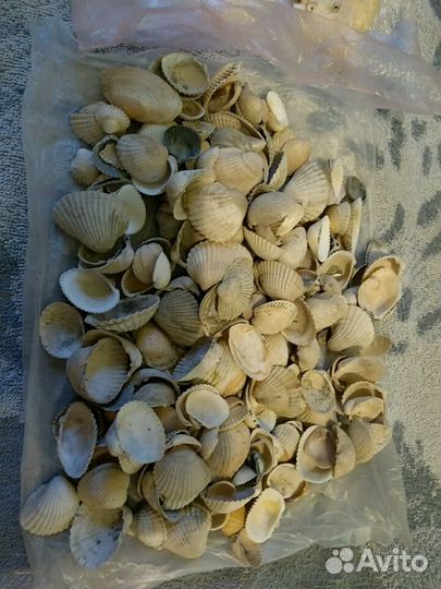 Ракушки для аквариума