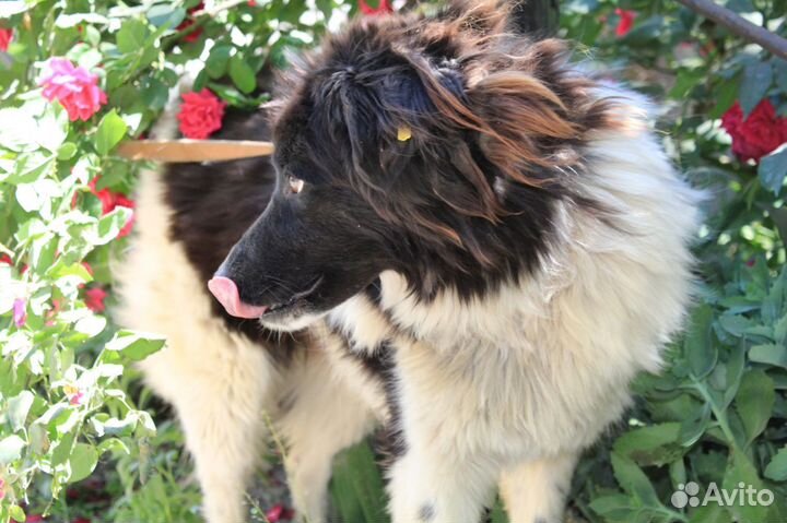 Малышка в поисках дома