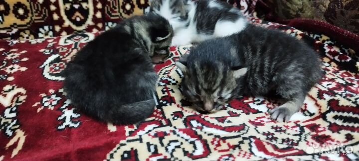 Британские котята