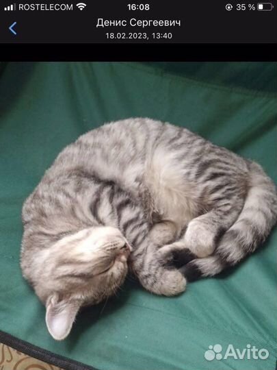 Котик в добрые руки