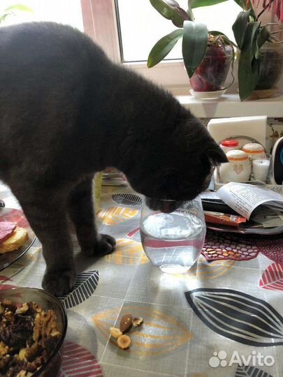 Шотландский кот