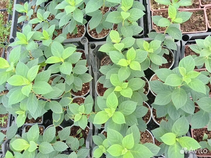 Гортензия Самарская Лидия и другие сорта