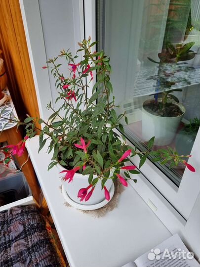 Большой алое, толстянка, декабристы, фуксия