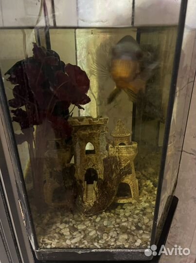 Аквариум с тумбой и рыбой