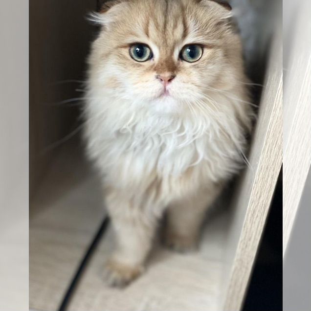 Шотландская вислоухая короткошёрстная, взрослая кошка