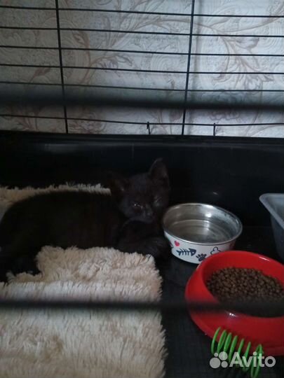 Чёрный Котик с особенностями ищет дом