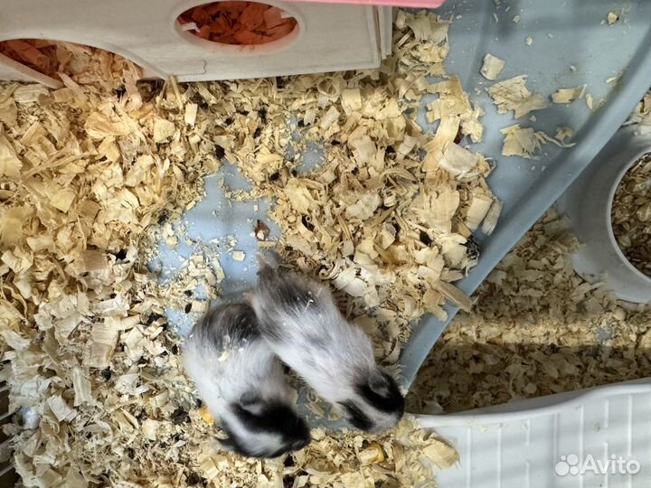 Сирийский хомяк