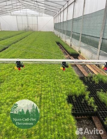 Сеянцы зкс Сосна Ель Лиственница окс Голуб Горн