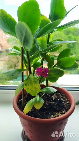 Каланхоэ цветущий