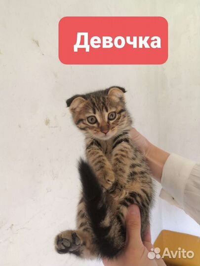 Шотландская