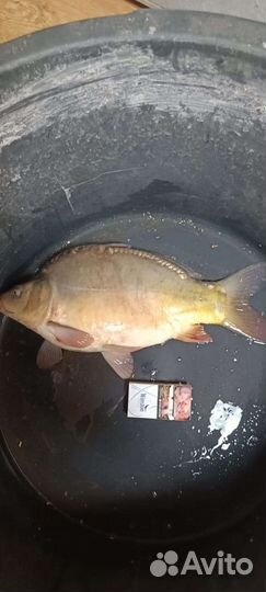 Платная рыбалка