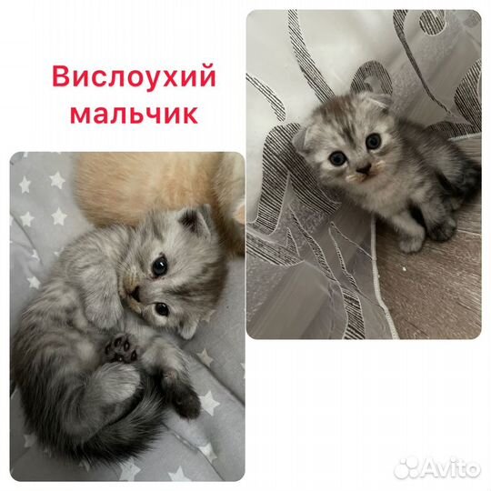 Шотландские котята