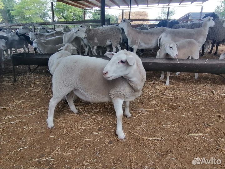 Ярки и баранчики белоголового дорпера