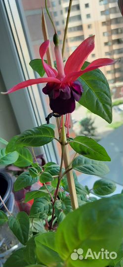 Фуксия черенки