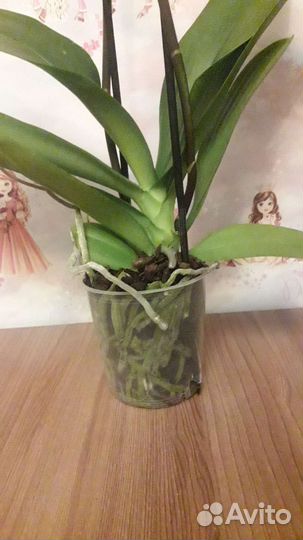 Орхидея фаленопсис