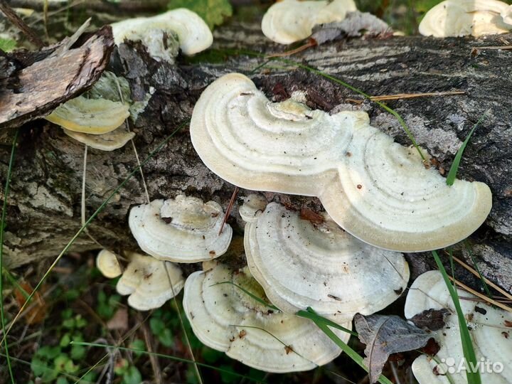 Траметес жёстковолосистый