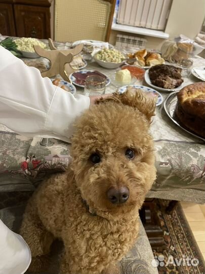 Вязка собак пудель