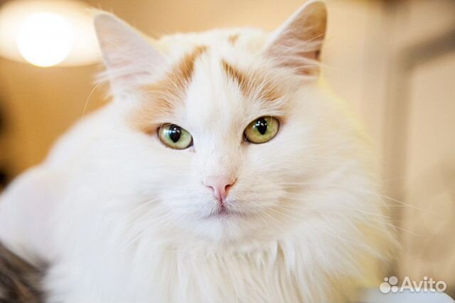 Шикарная красотка ищет дом