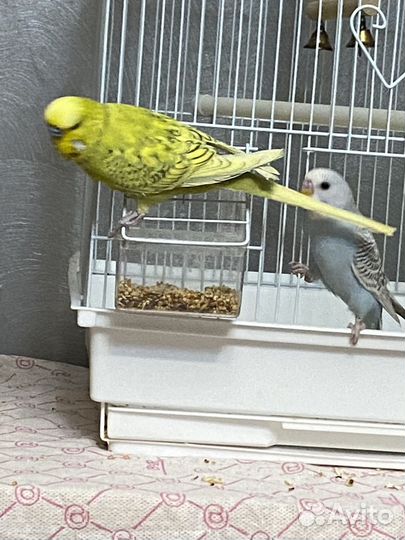 Чех и волнистик