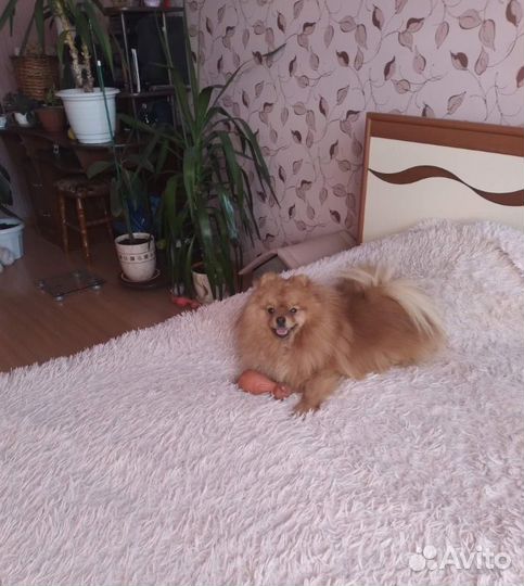 Вязка собак шпиц