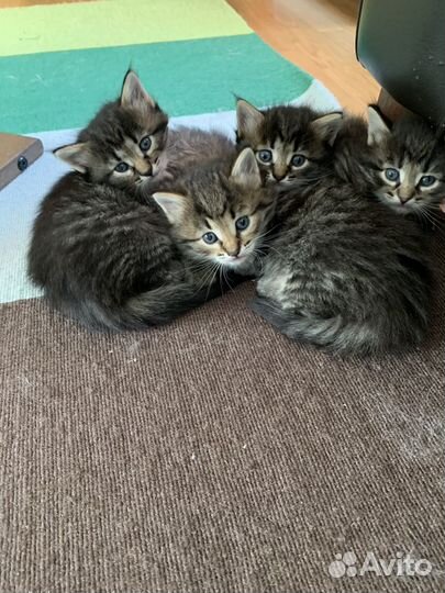 Кошка в дар бесплатно