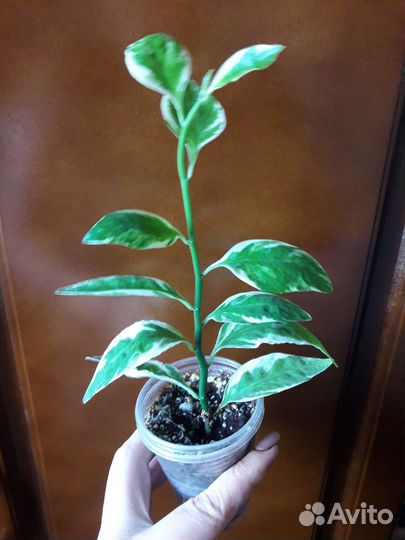 Аглаонема, Филодендрон Сканденс, Циссус