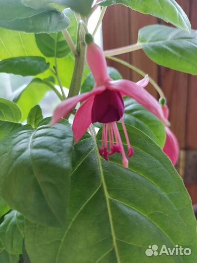 Фукция 2 вида