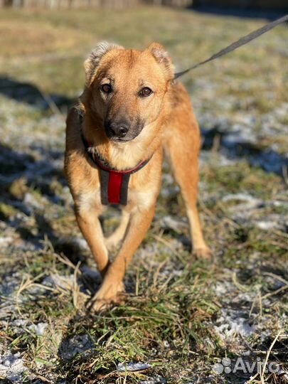 Не большая собачка