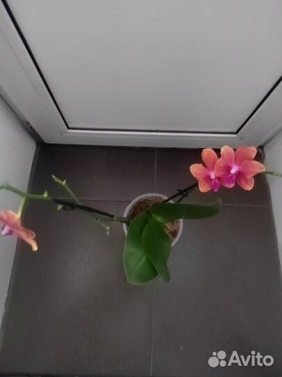 Орхидея Бронзовый будда