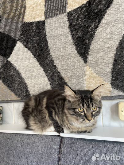 Сибирские котята