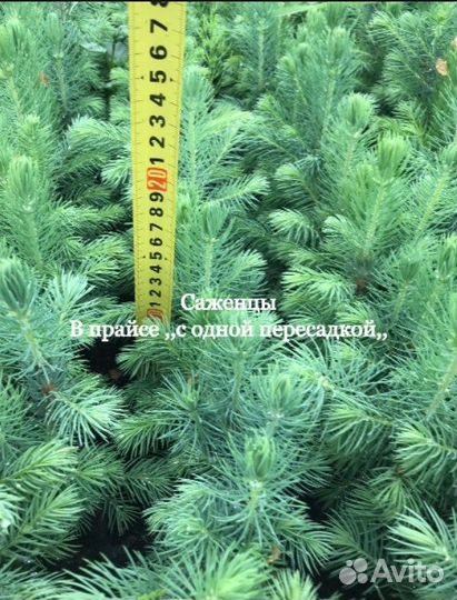 Ель голубая саженцы / сеянцы