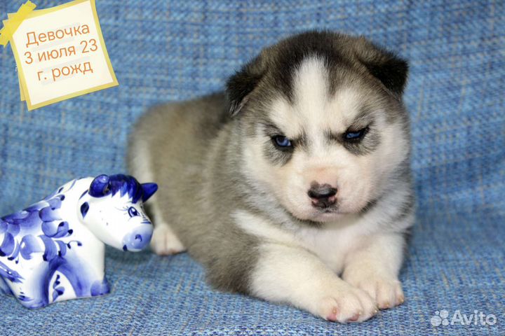 Щенки сибирской хаски