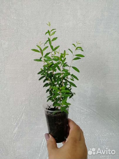 Комнатный гранат, плодоносящий